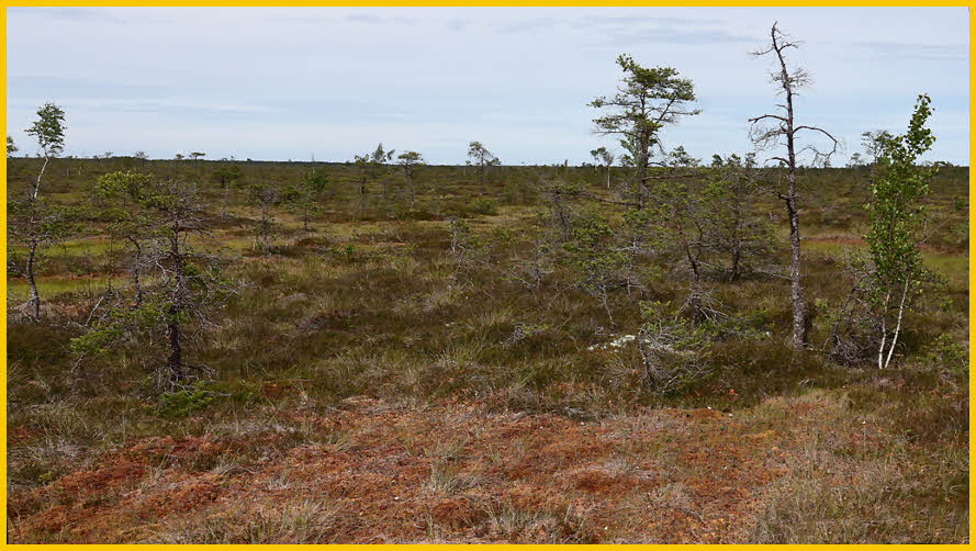 Tolkuse Bog